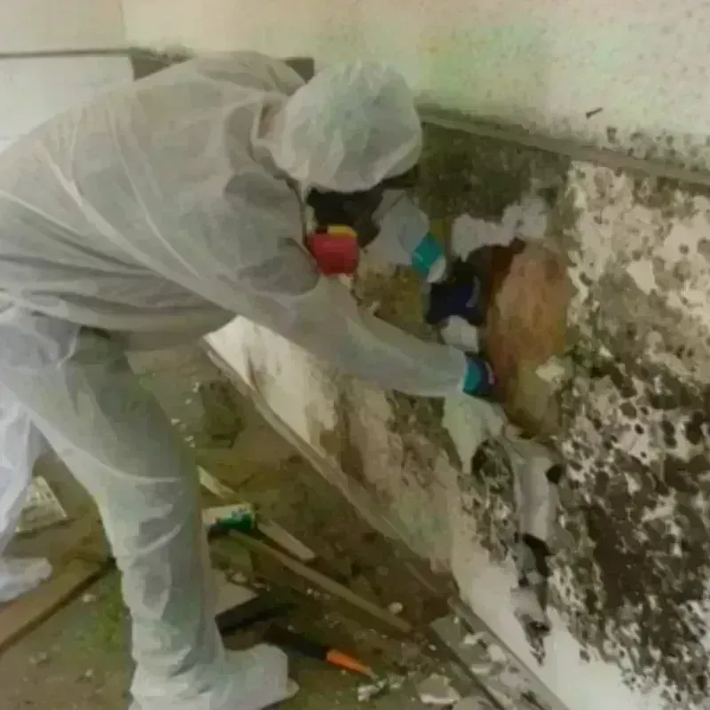 Mold Remediation and Removal in Grand Forks County, ND